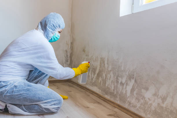 Licensed Basement Mold Remediation service in Drewryville, VA - 24 Hour Mold Removal