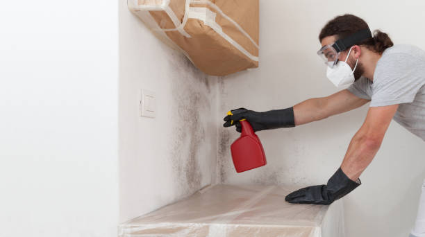 Professional Basement Mold Remediation technician working in Drewryville, VA