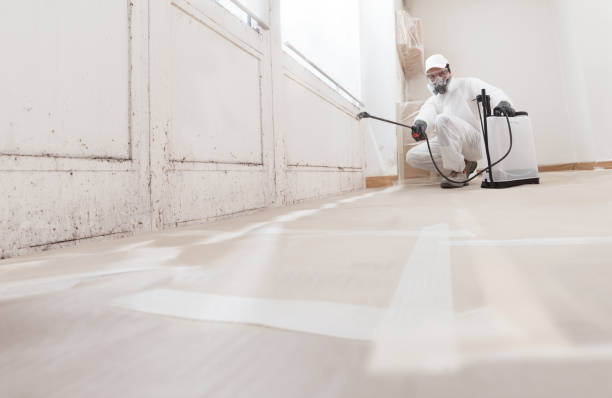 24/7 Emergency Basement Mold Remediation experts in Drewryville, VA