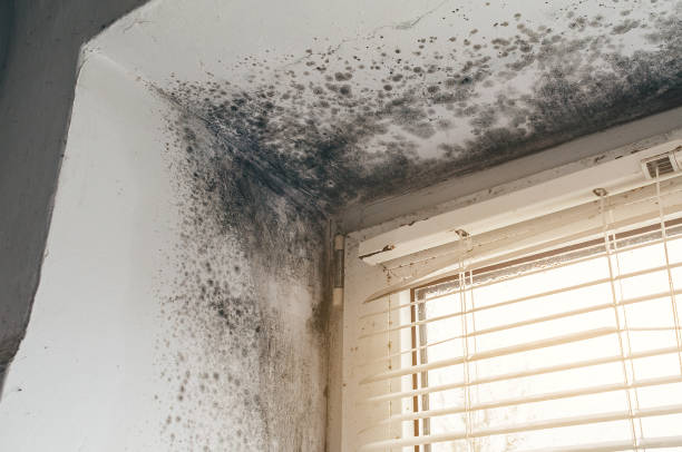 Affordable Basement Mold Remediation solutions in Drewryville, VA