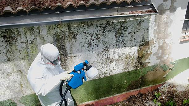 Top rated local Basement Mold Remediation specialists in Drewryville, VA